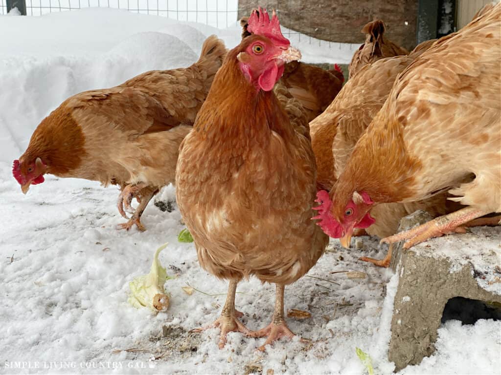close up of a gold chicken with snow on her beak outside in the winter