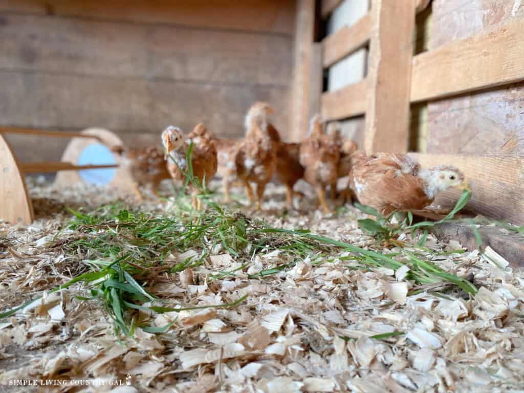 baby chicks eating grass in a small pen