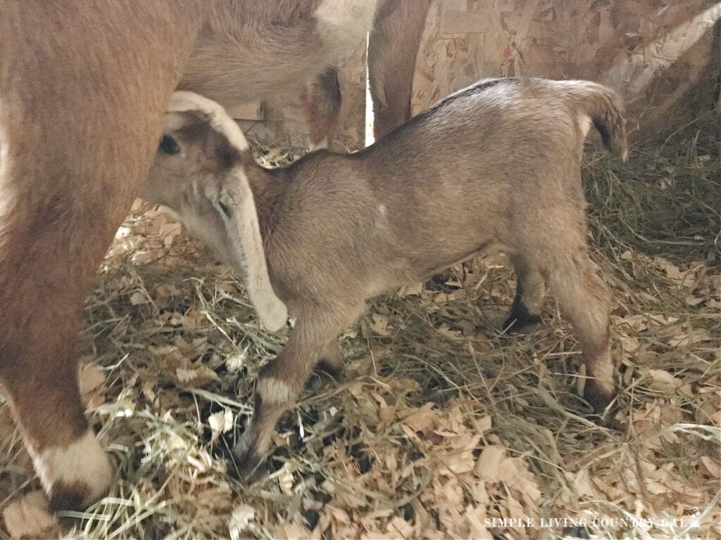baby goat nursing on her mother