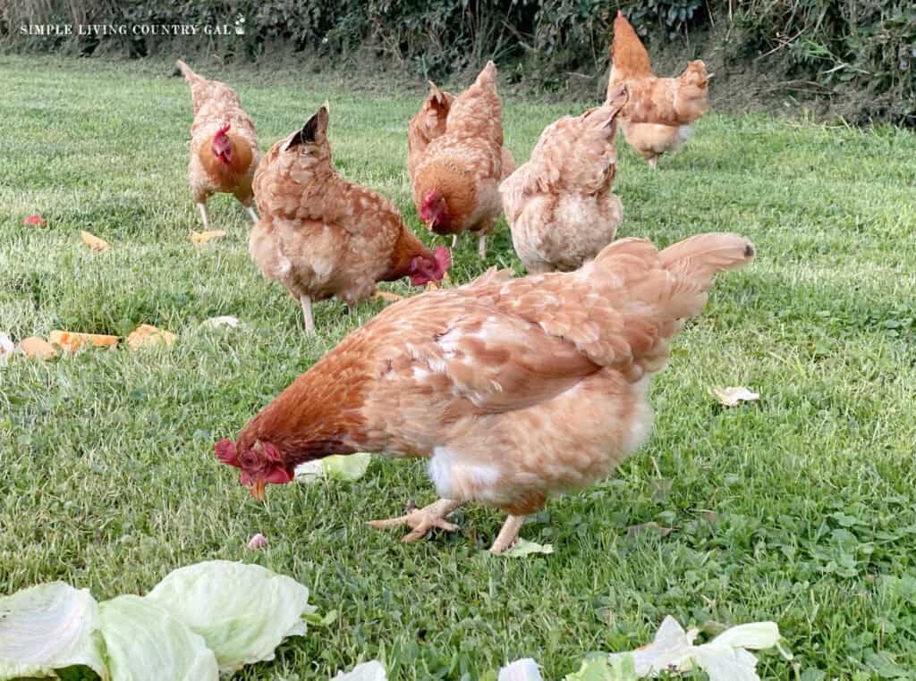 chickens out in the green grass eating produce