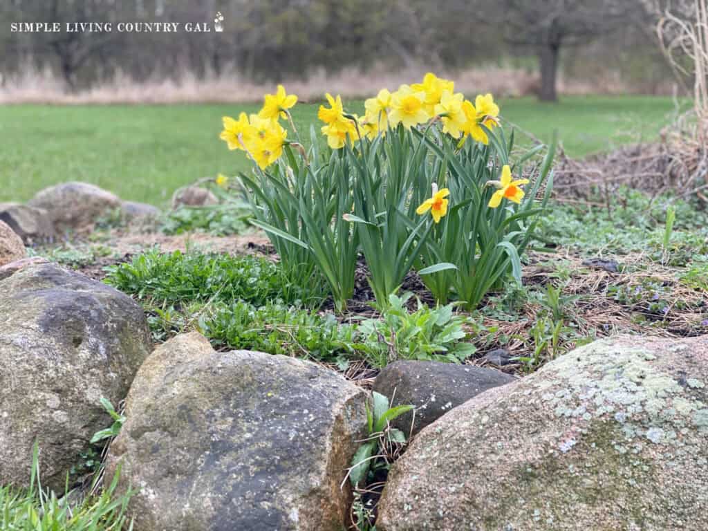 daffodils in a rocky flower bed in spring