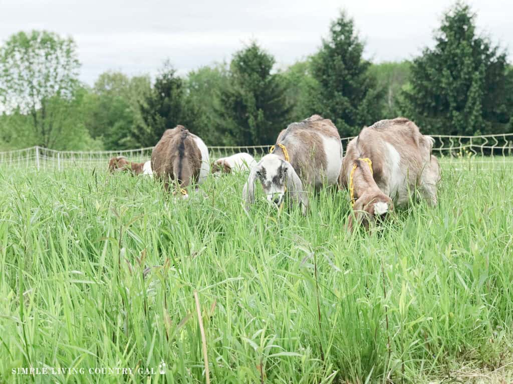goats out eating very green grass in a May pasture