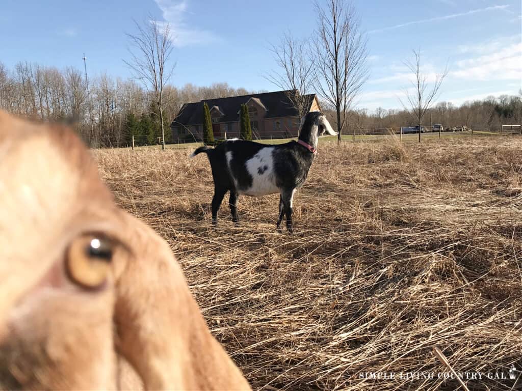 goats outside in the spring weather one far off and one photo bombing the camera