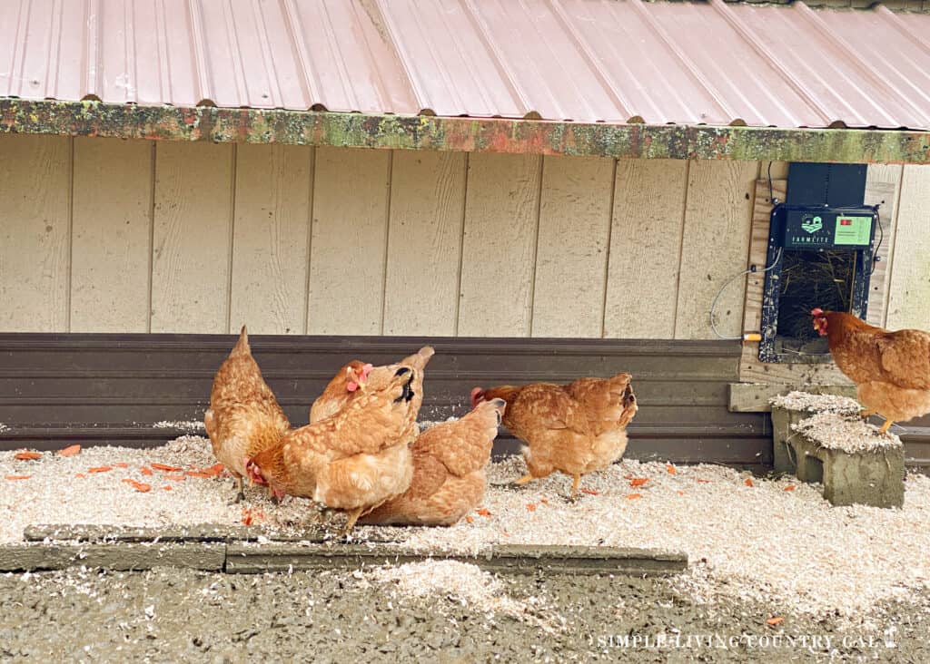 sawdust on the ground of a muddy chicken run