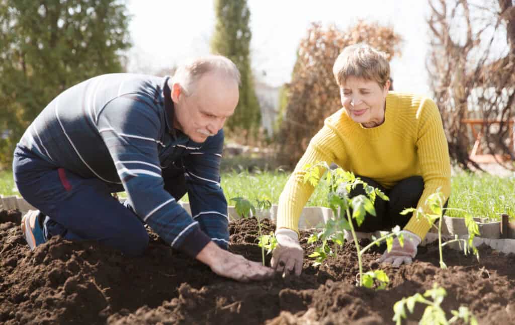 senior couple planting tomato plants in a spring garden