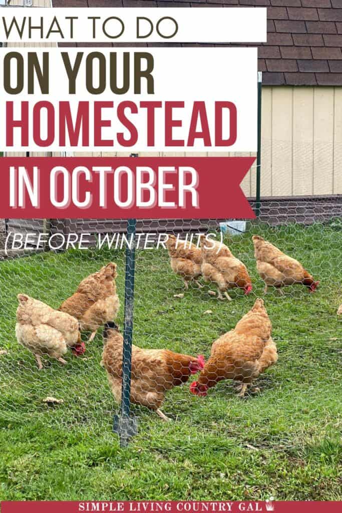 What to Do on Your Homestead in October (Before Winter Hits)