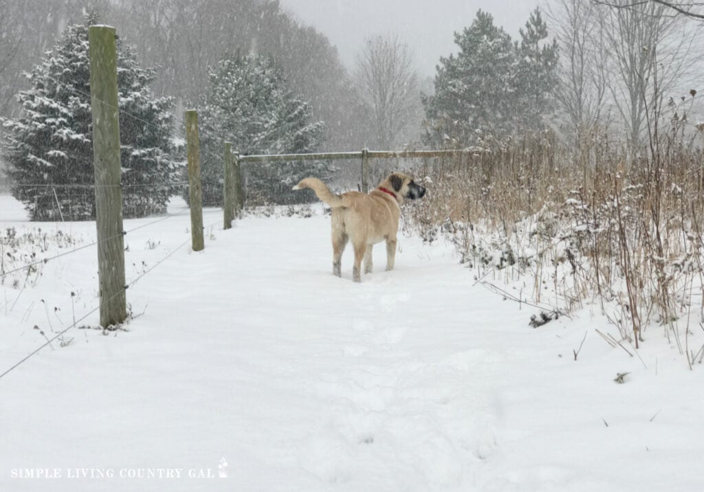 brown dog walking the fence line in the winter snow