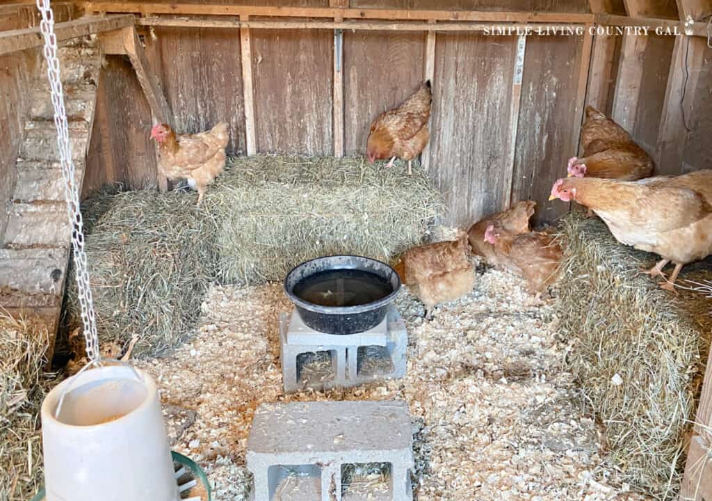 chickens inside of a warm coop in the winter