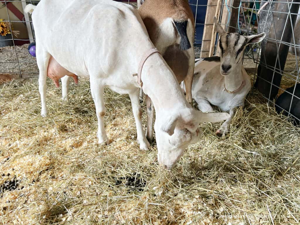 dairy goats eating hay in a pen