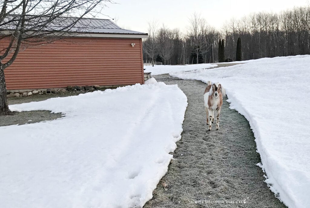 goat walking on a shoveled path in December