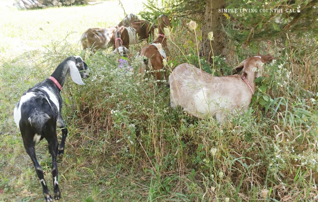 goats eating weeds in a fall october pasture