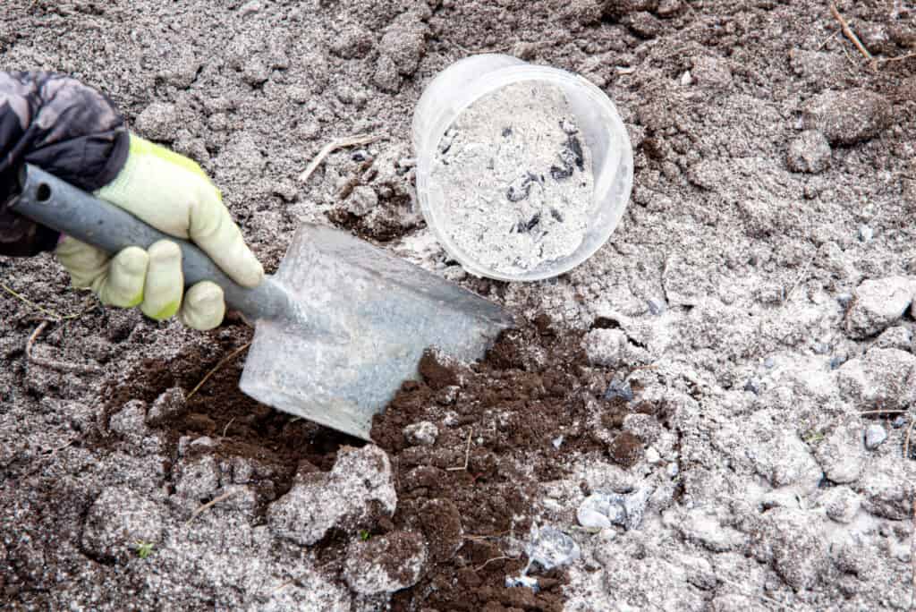 hands adding wood ash to a garden