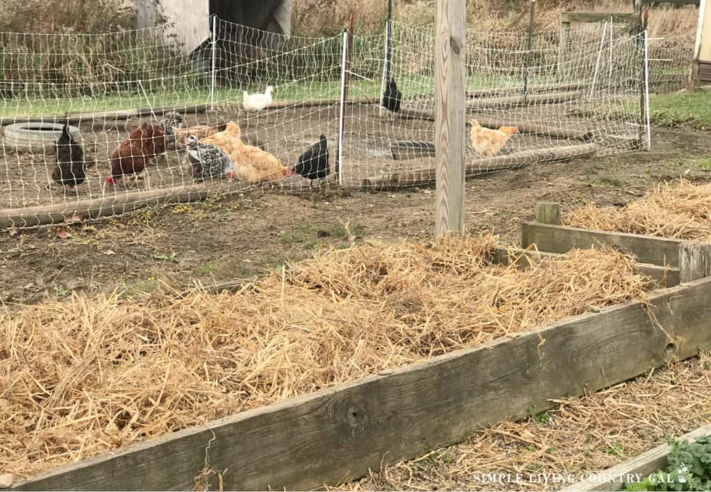 layers of straw on a garden bed in December