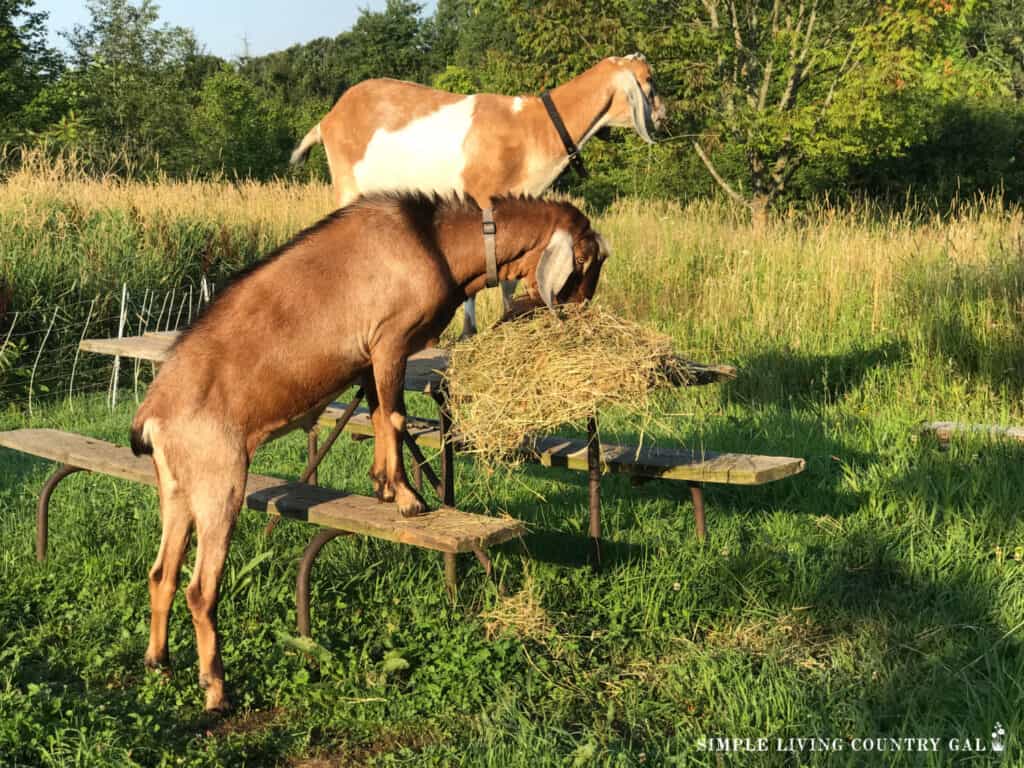two bucks eating hay on a picnic table