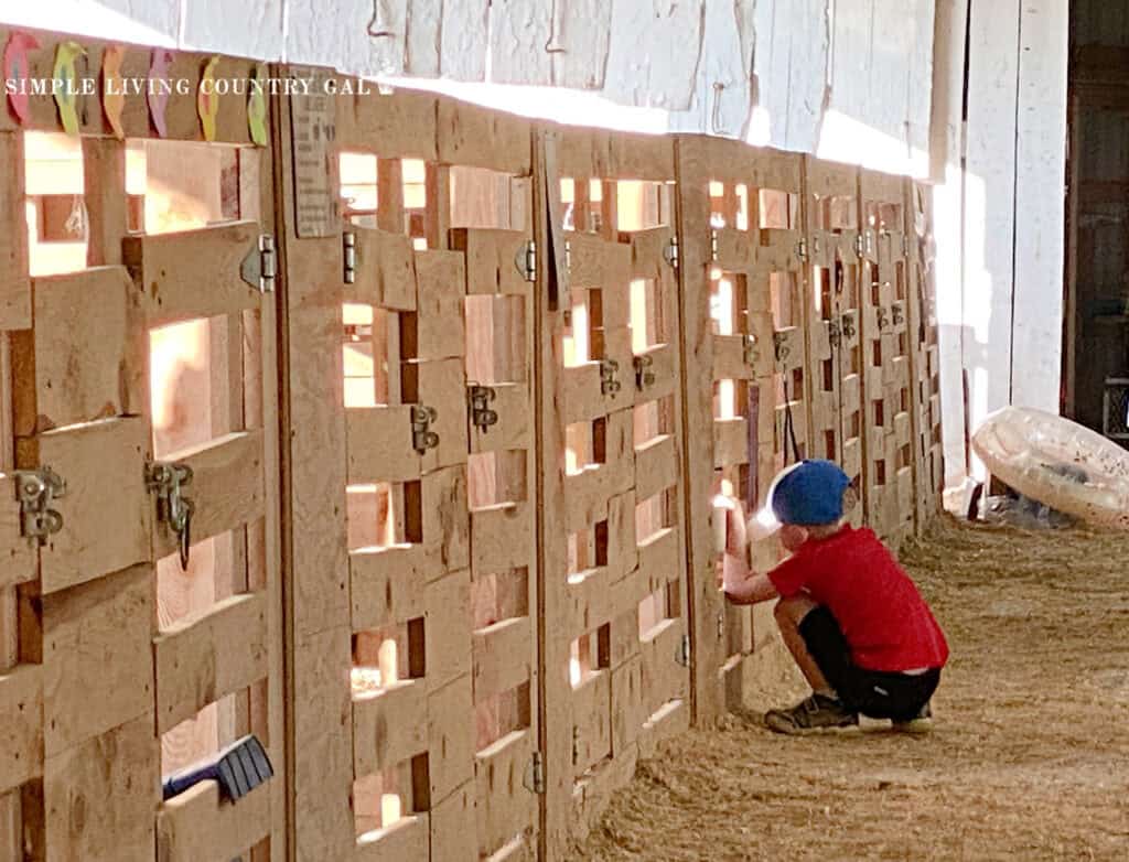 young boy looking in on a goat through a fence