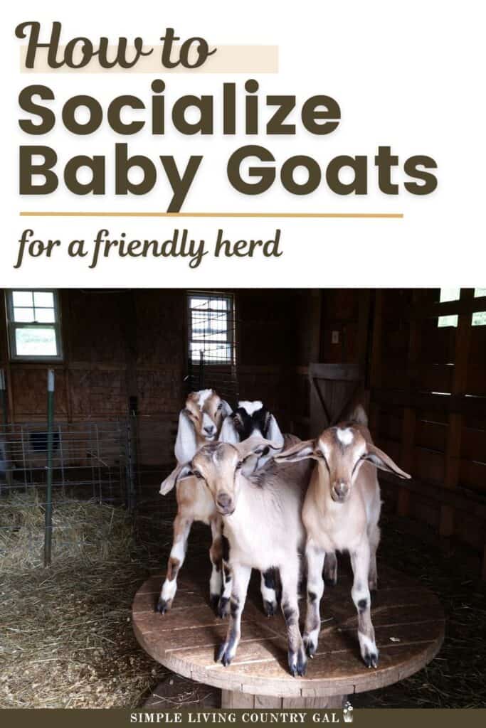 How to Socialize Baby Goats for a Friendly Herd