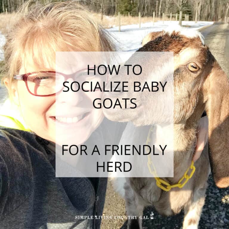 How to socialize baby goats
