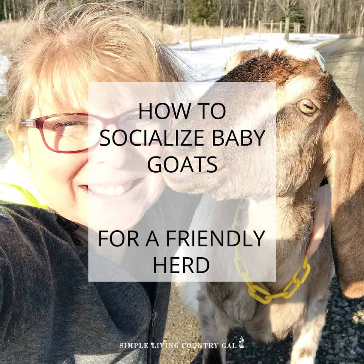 How to socialize baby goats