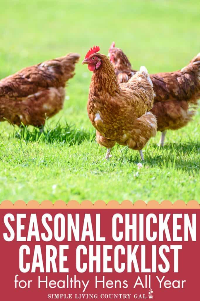 Seasonal Chicken Care Checklist for Healthy Hens All Year