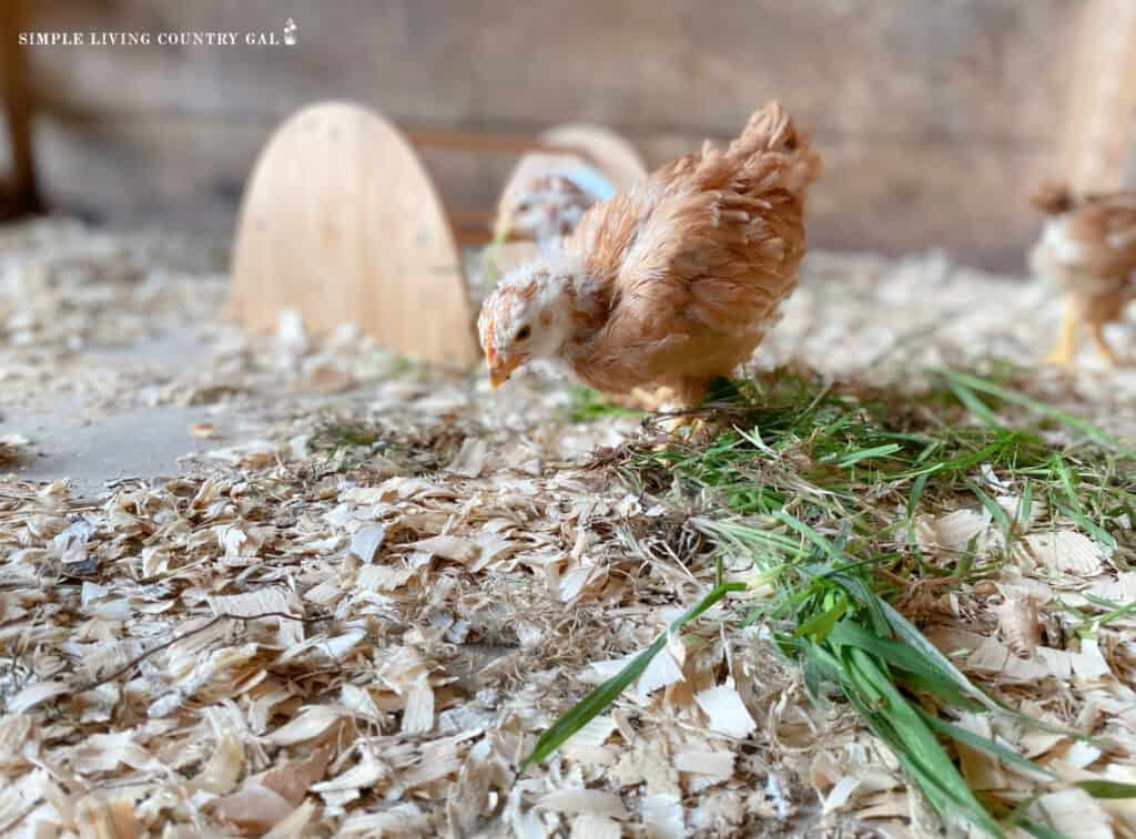 a baby chick pecking at fresh grass