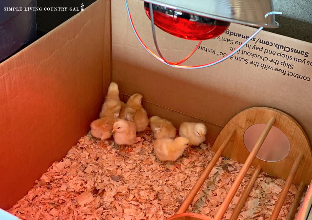 baby chicks huddled in a corner of a brooder box