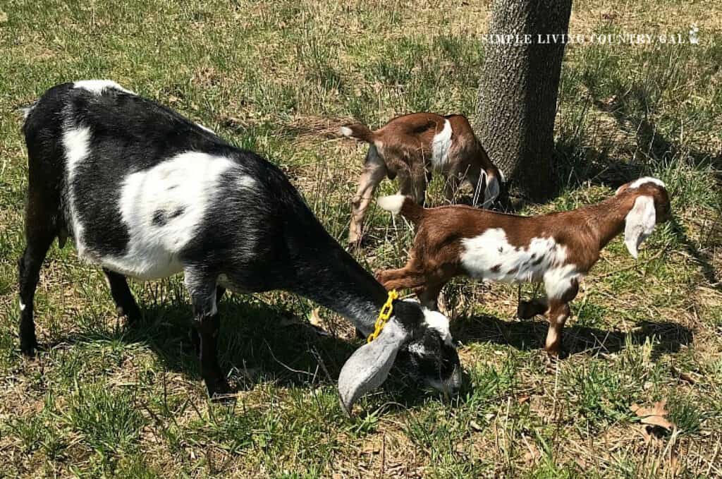 black goat outside with her two young goat kids