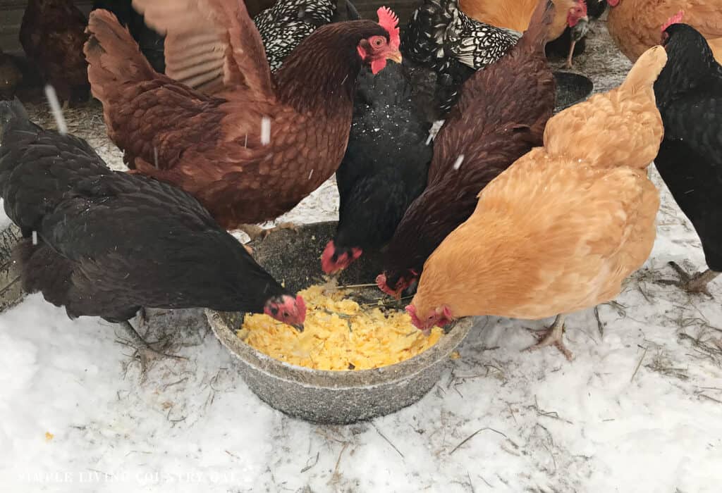 chickens eating eggs out in the snow