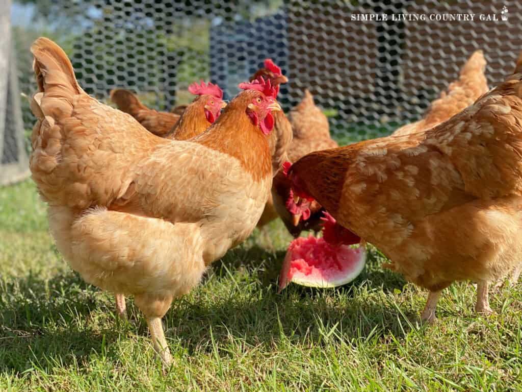 chickens eating watermelon in the summer