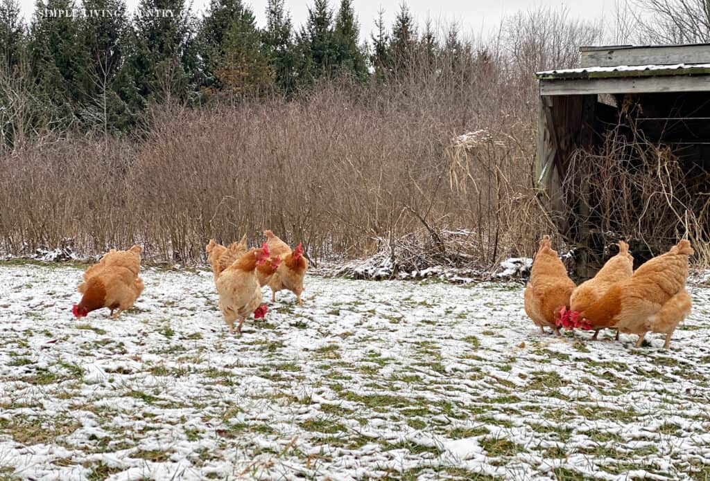 a small group of golden chickens out in the snow