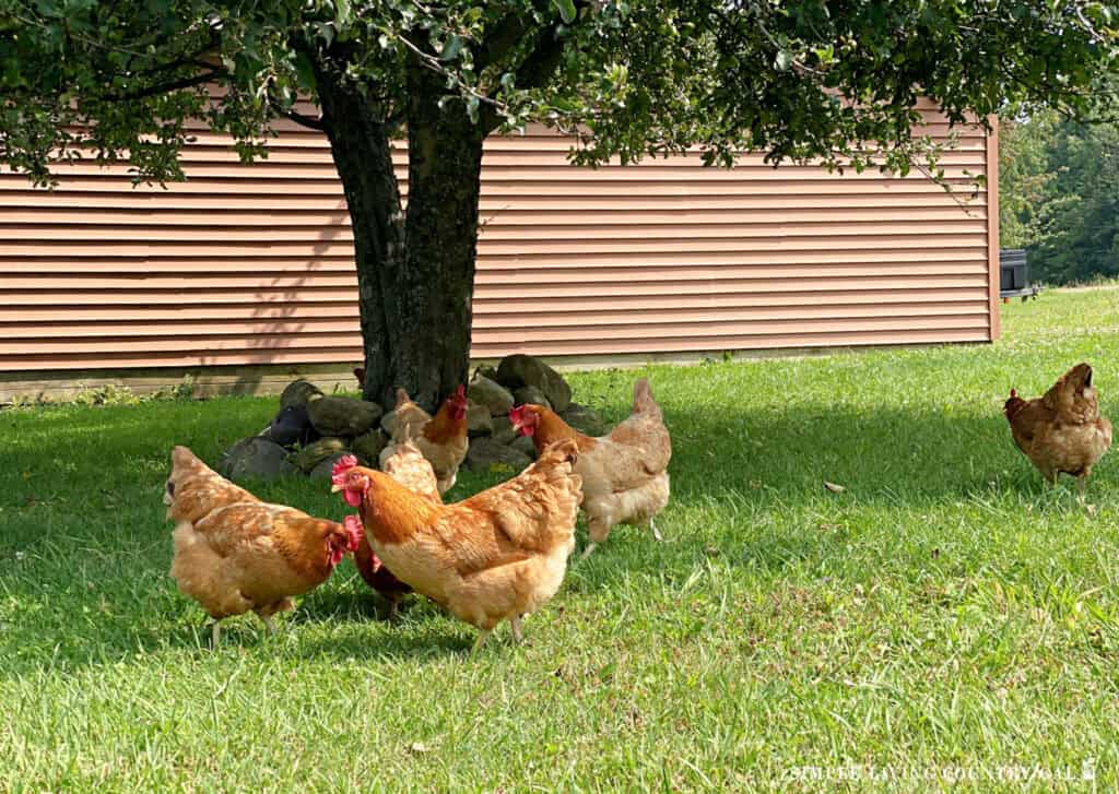 chickens under a tree in the shade