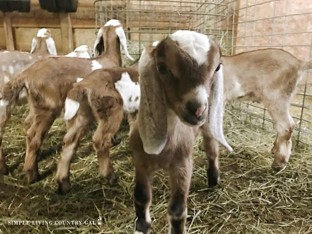 group of goat kids in a barn