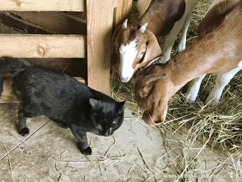 curious goats nosing a small black cat in a barn