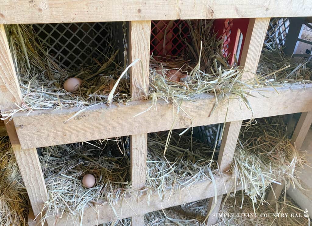 eggs scattered through a set of nesting boxes