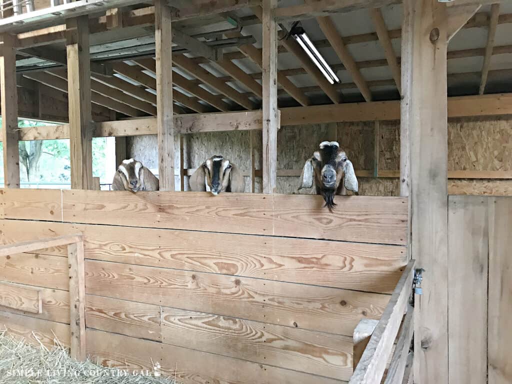 goats peeking over a fence in a barn