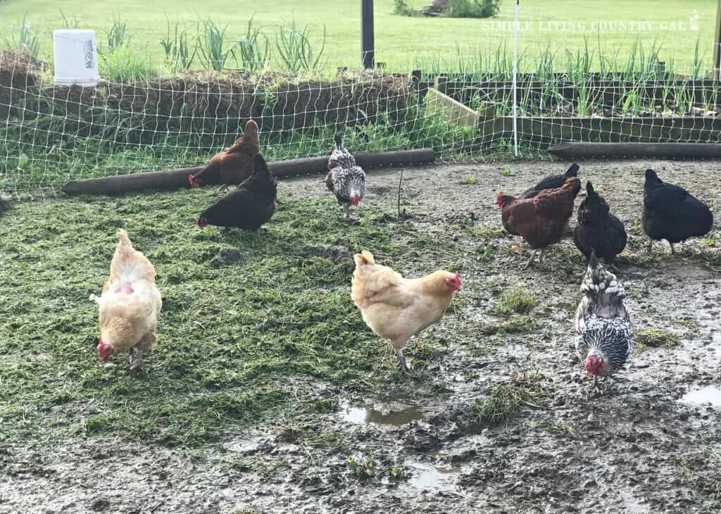 grass in a muddy chicken run