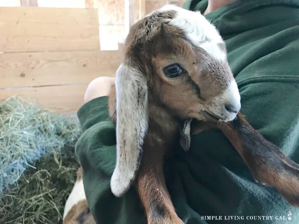hands holding a baby goat