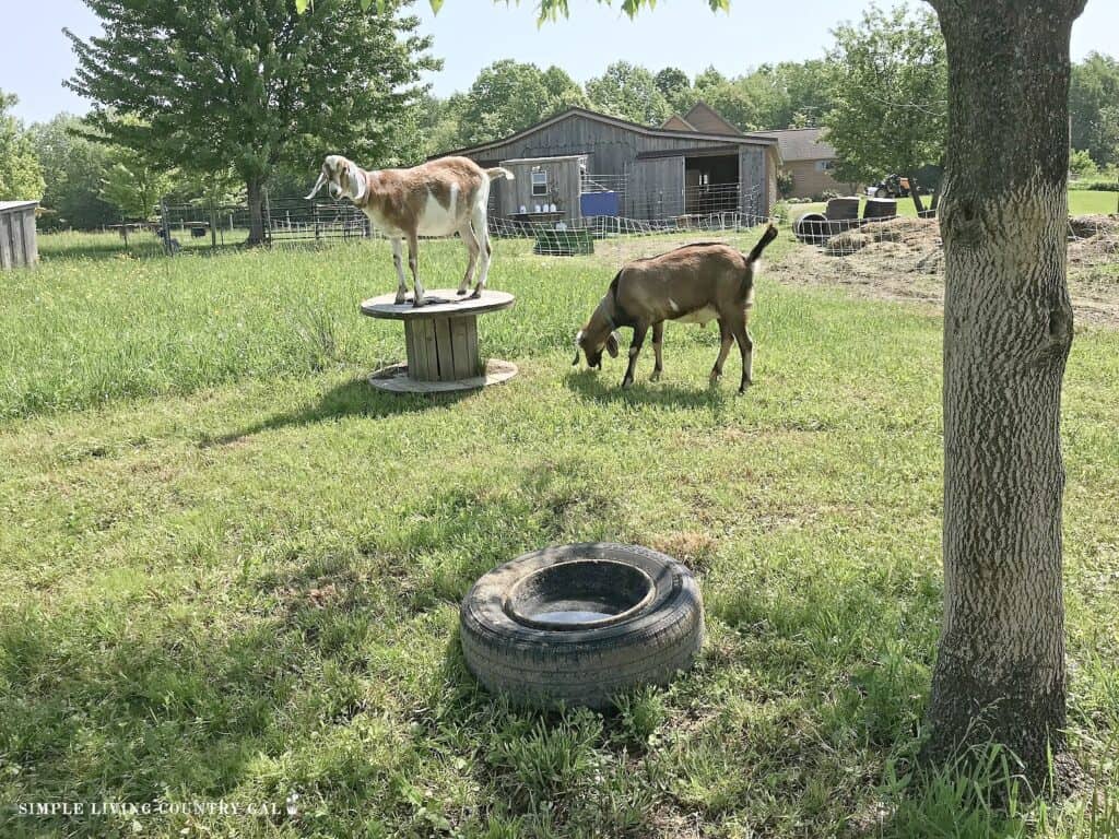 two goat bucks outside one standing on a wood platform