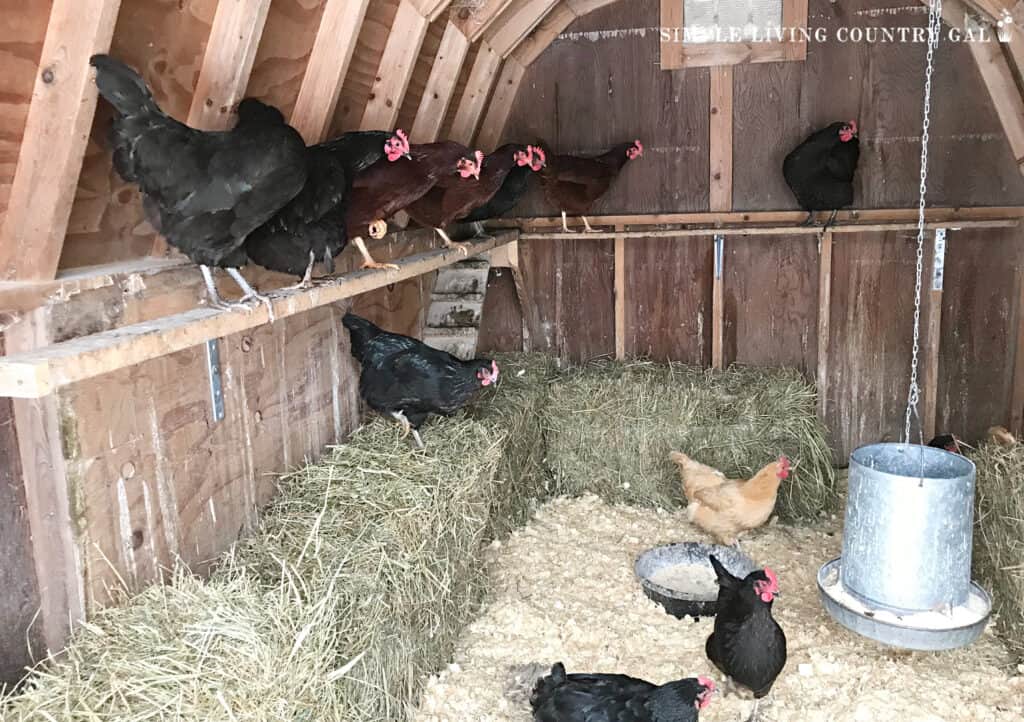 winter coop with black chickens on a roost